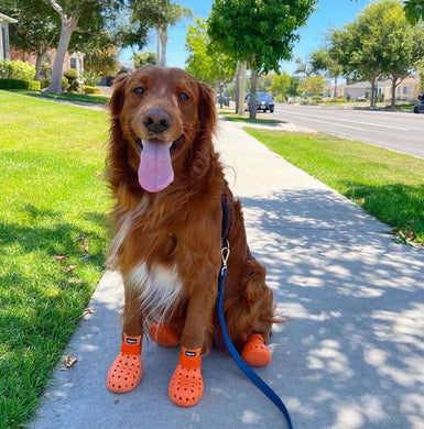 Wag Wear Pet Shoes